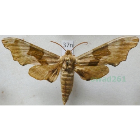 Mimas tiliae (Linnaeus, 1758) Nastrosz lipowiec Poland37n